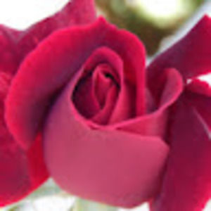 Meet your Posher, Pinkpaper44